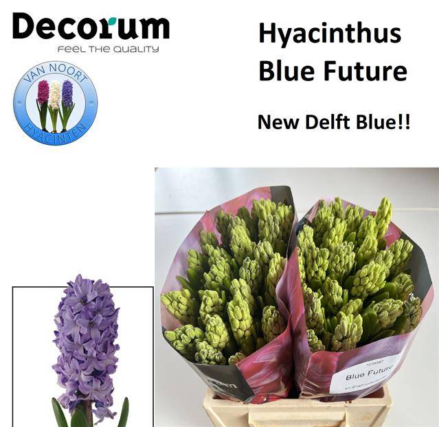 Гиацинт Блю Фьюче (син.), шт.