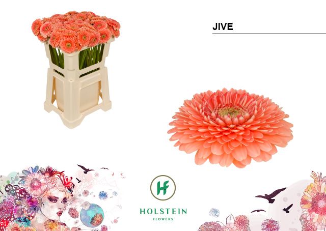 Гермини Помпон Джив, шт.