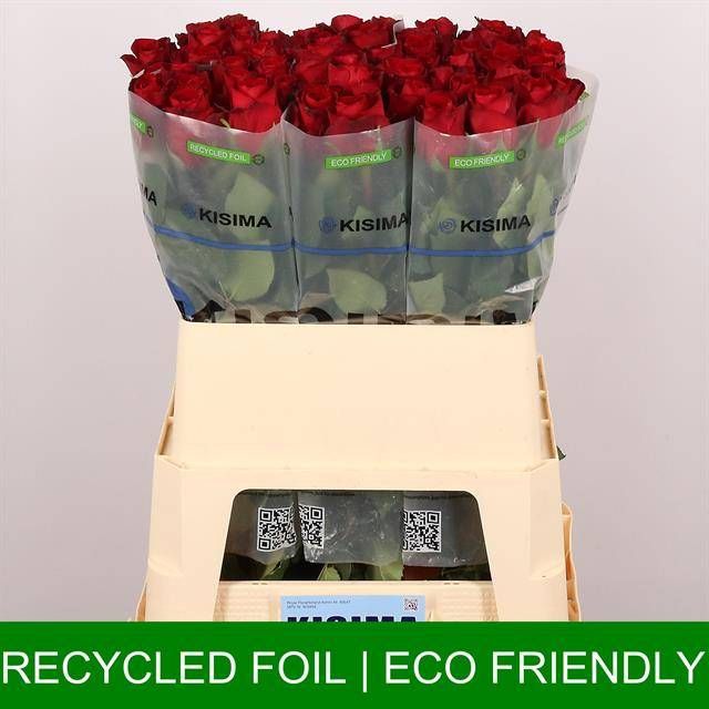 Роза од. Мадам Рэд 80, шт.