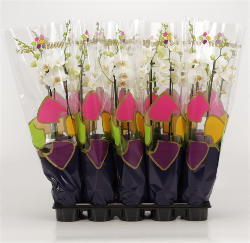 Phalaenopsis overig wit 2 tak wit in Supreme Selections hoes, D 12