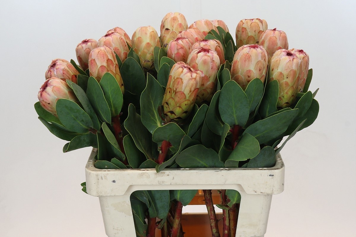 Протея Грандиколор 60, шт.