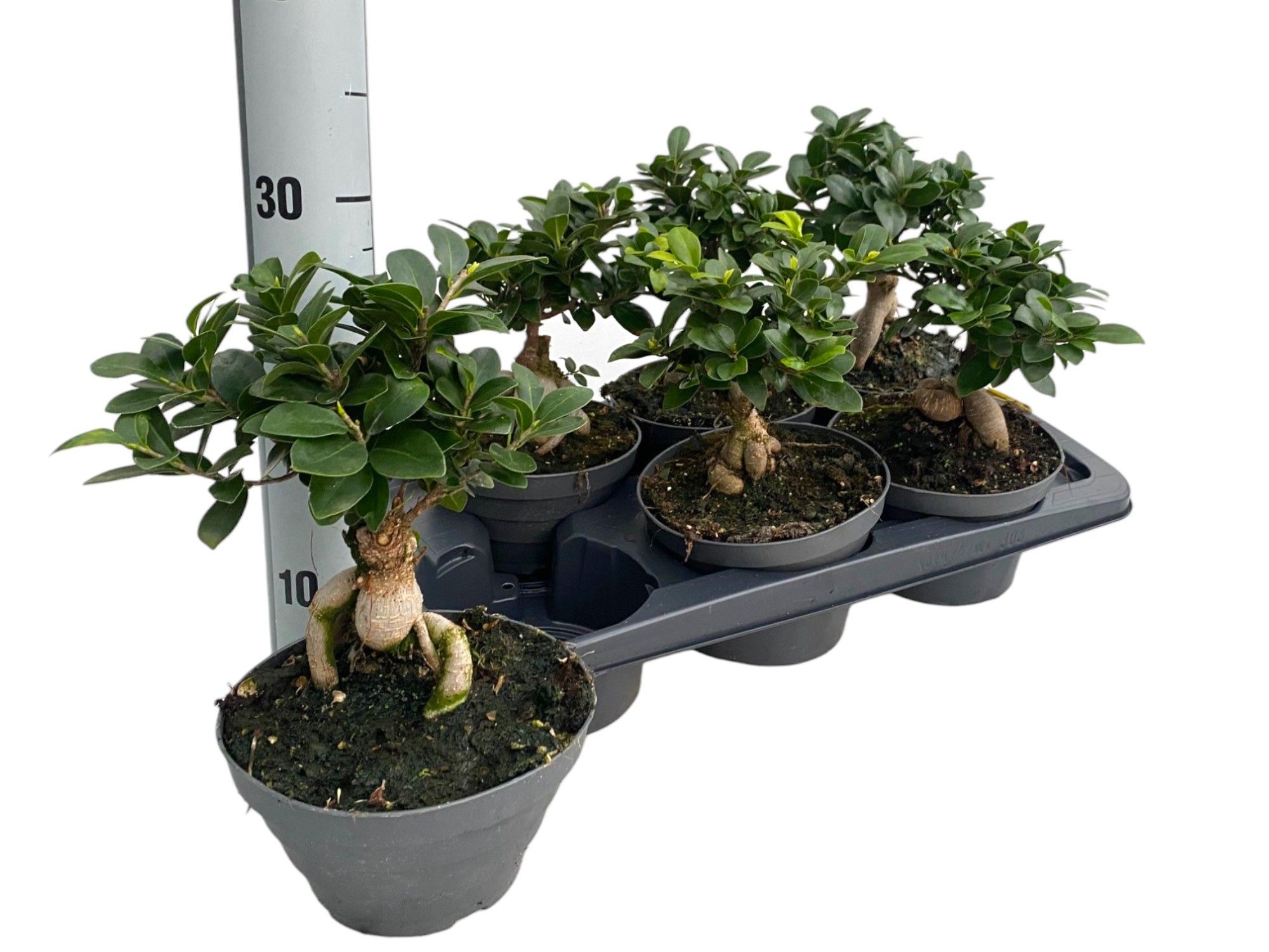 Ficus microcarpa Ginseng P17 Bowl, D 17