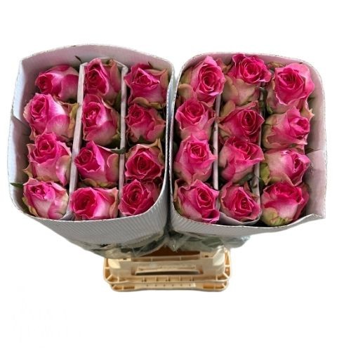 Роза од. Малибу 70, шт.