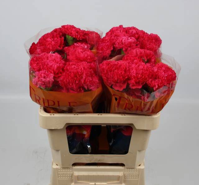 Диантус од. Бизет, шт.