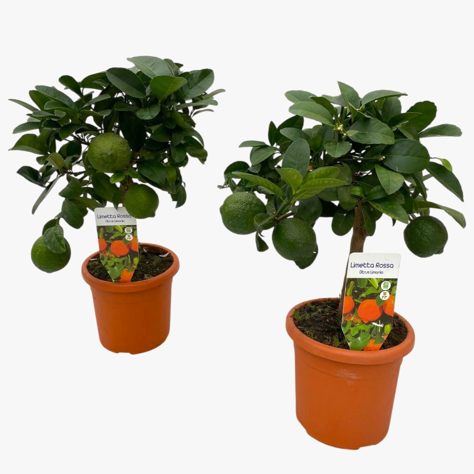 Citrus red lime "op stam", D 15 cm