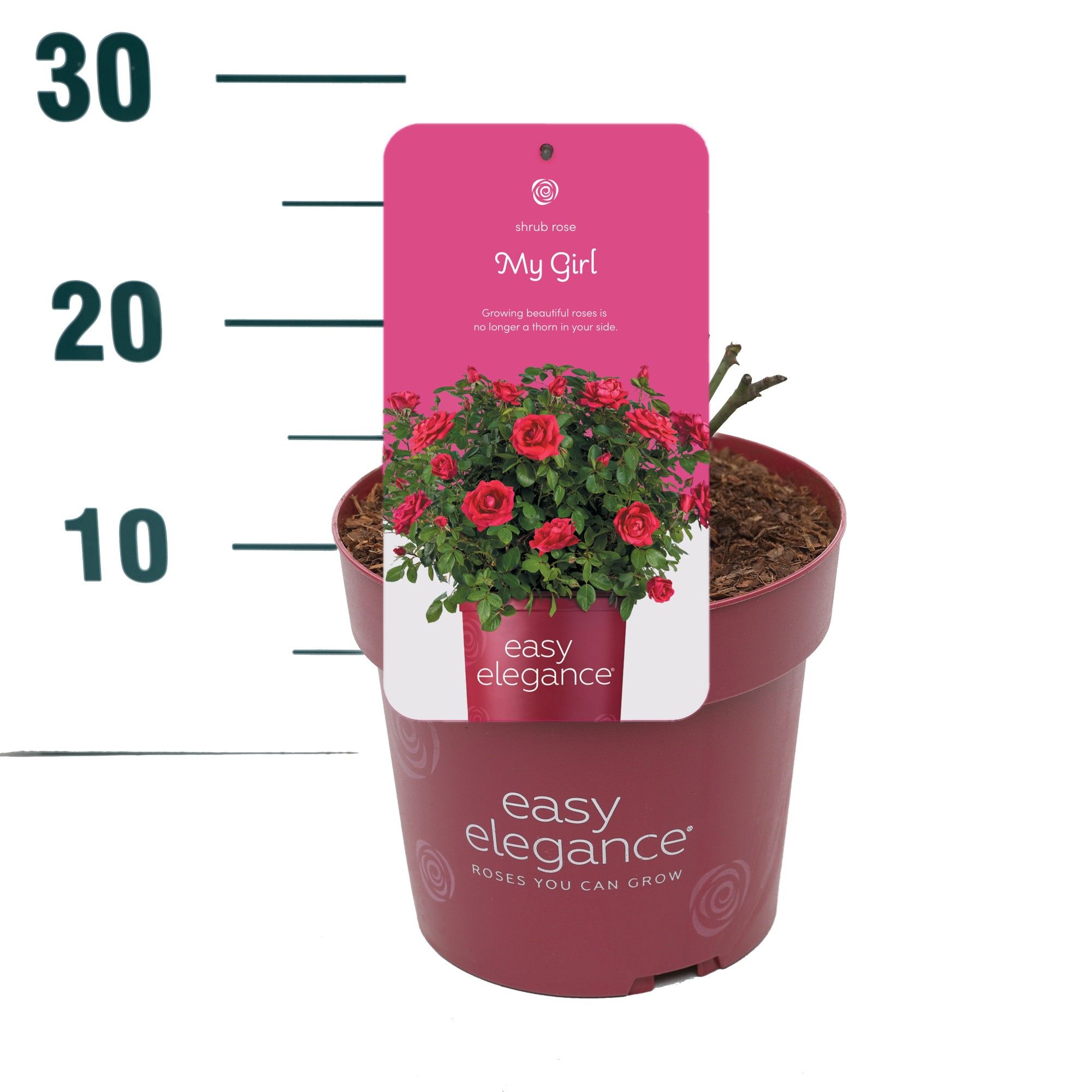 Rosa 'My Girl' - Struik - P19 - Easy Elegance, D 19