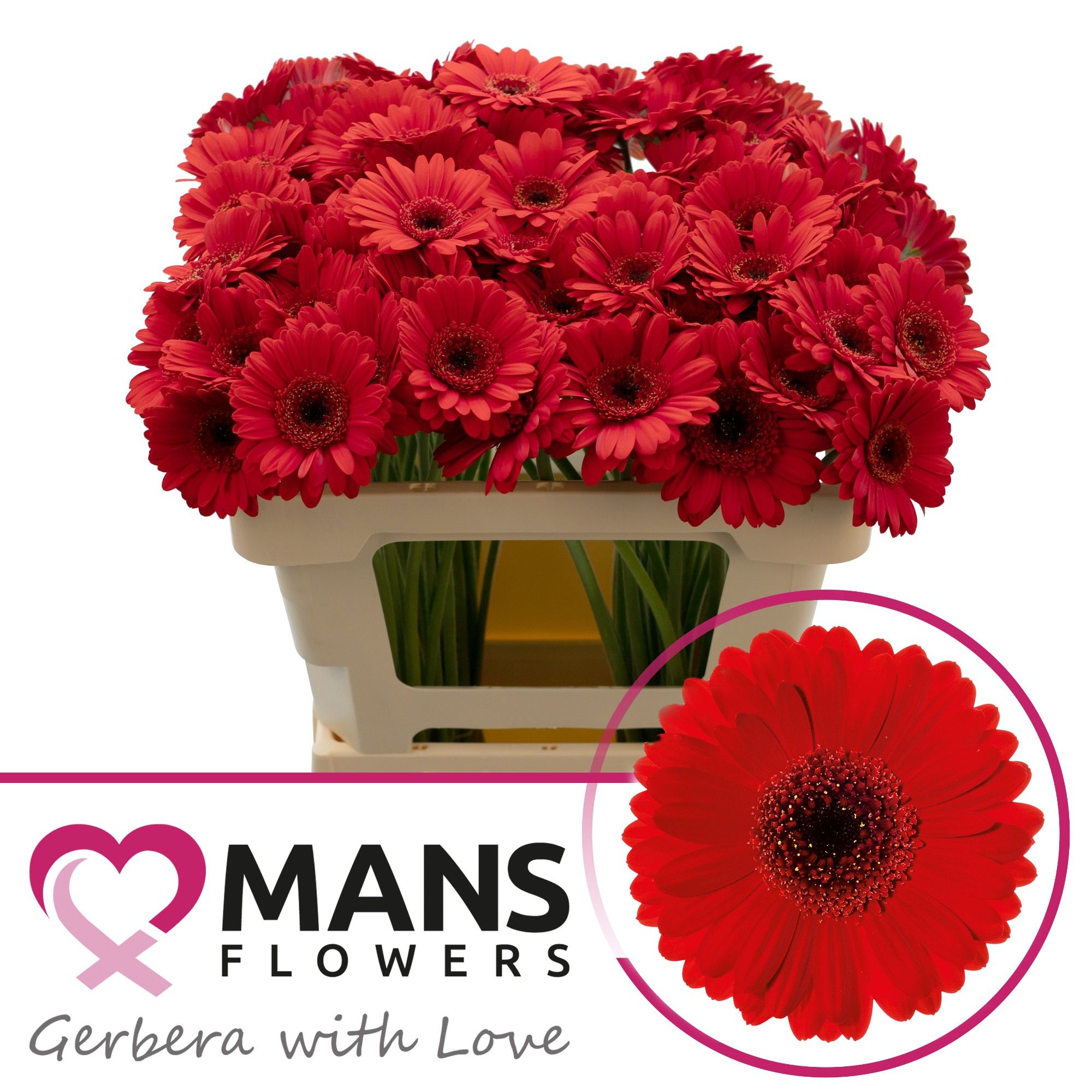 Гермини Сури, шт.