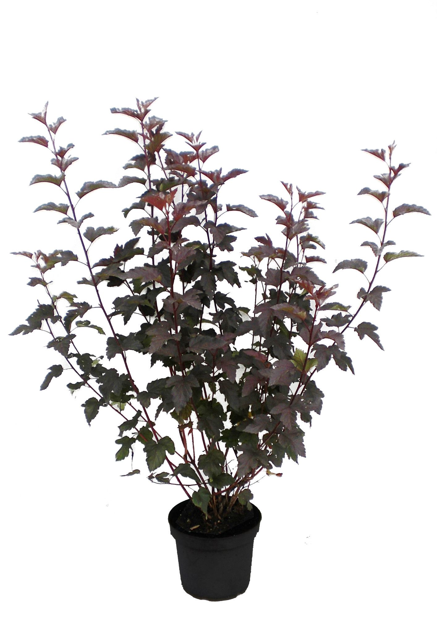 Physocarpus opulifolius Diable d´Or´ -R-, D 26