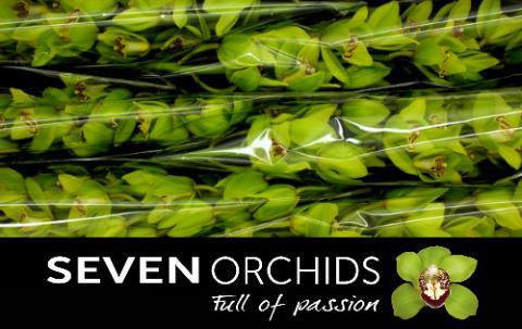 Цимбидиум Мамбо x6 80, шт.