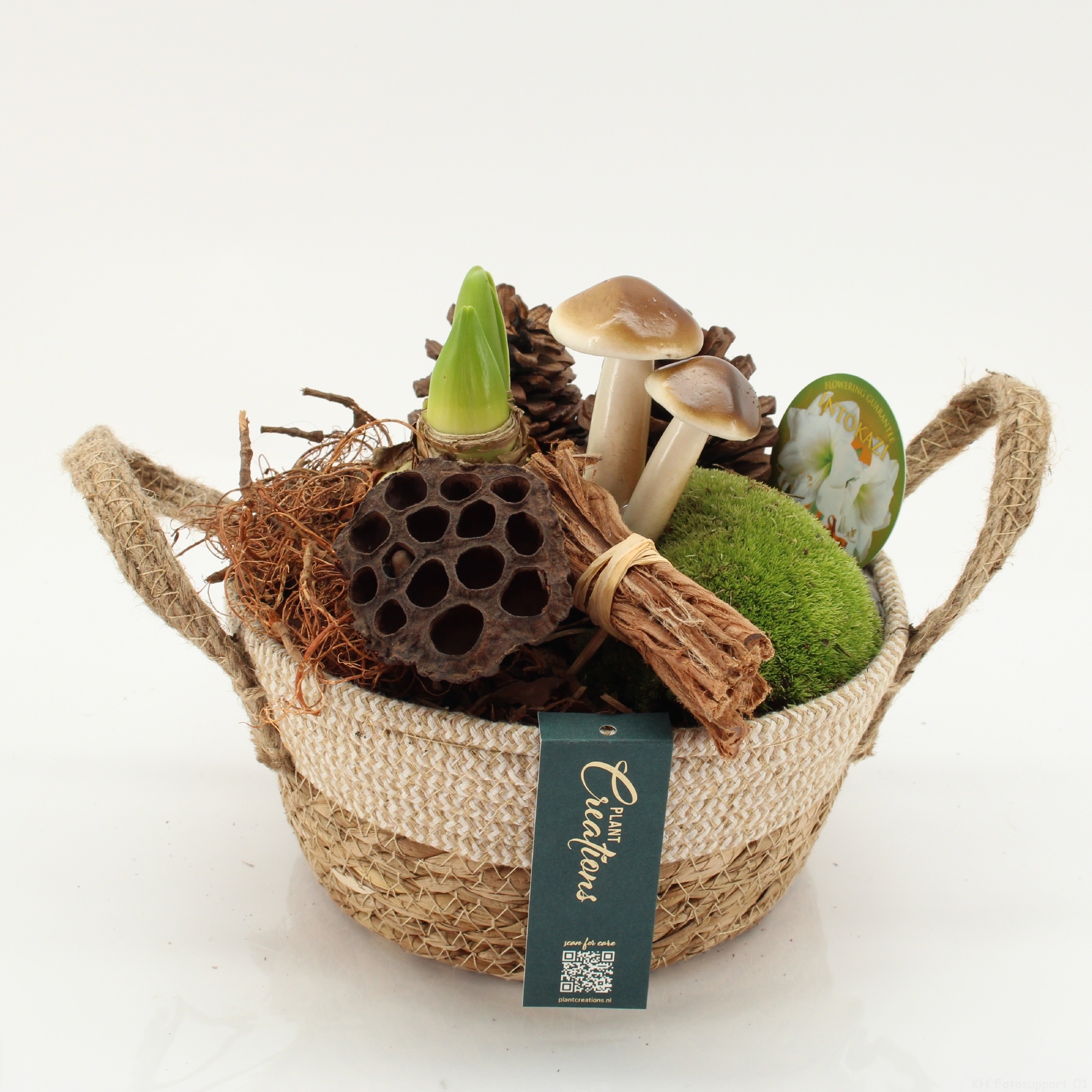 HACR-2604W Autumn Amaryllis, D 21