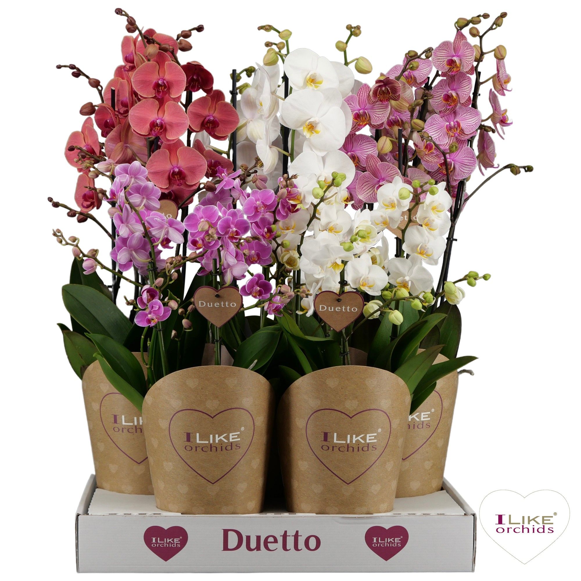 Duetto combi tray mix, D 17