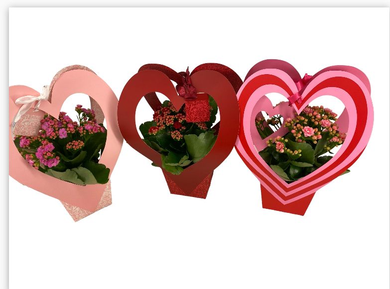 Calandiva 12 cm in hart cover valentijn, D 12