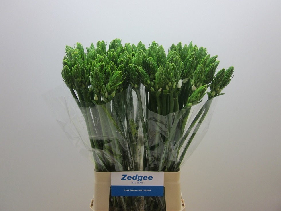 Орнитогалум Тирсоидес 70, шт.