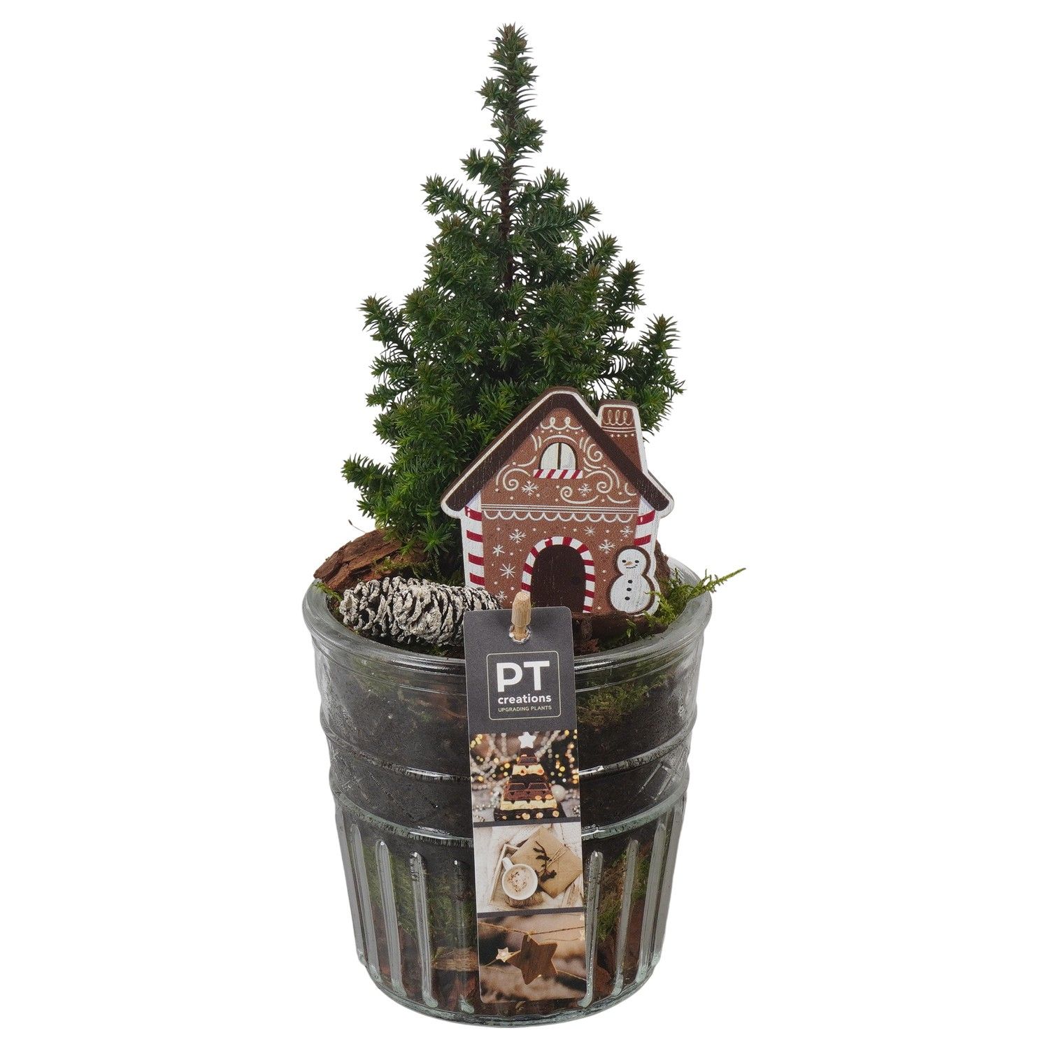 PTCWW6802 Arrangement Winter in glazen vaas, D 12 cm
