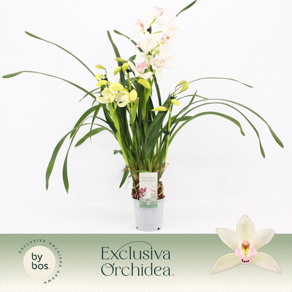 Cymbidium, Lucky Kate 4-spike 'Exclusiva Orchidea', D 12