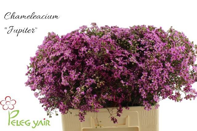 Шамелациум Юпитер 60, шт.