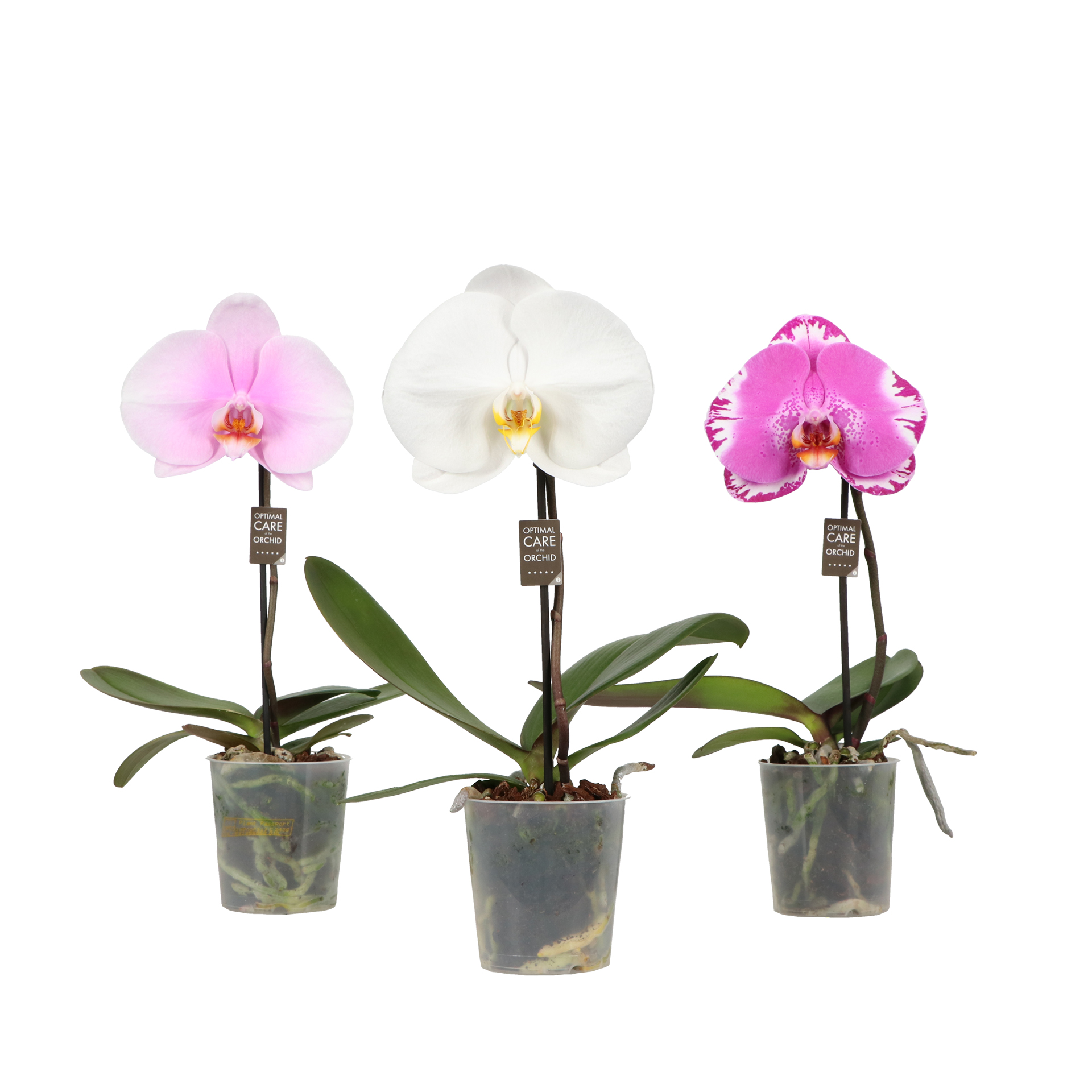 One P9 Mix 1 spike, D 9 cm