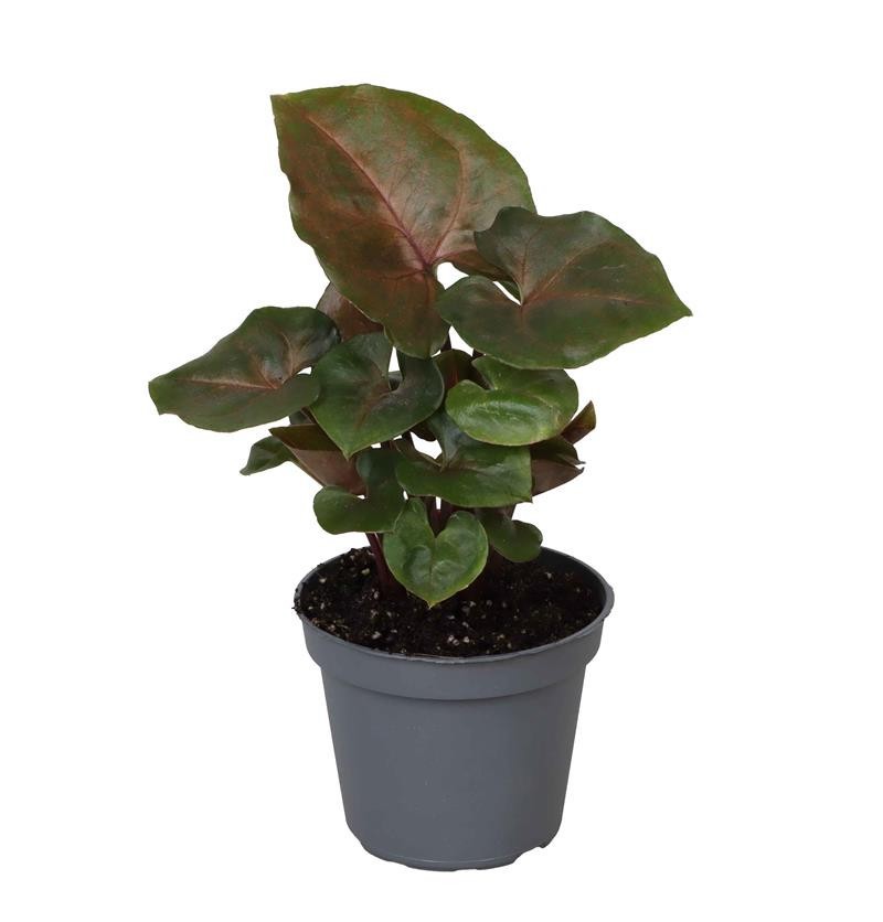 SYNGONIUM PODOPHYLLUM 'MARIA', D 6 cm