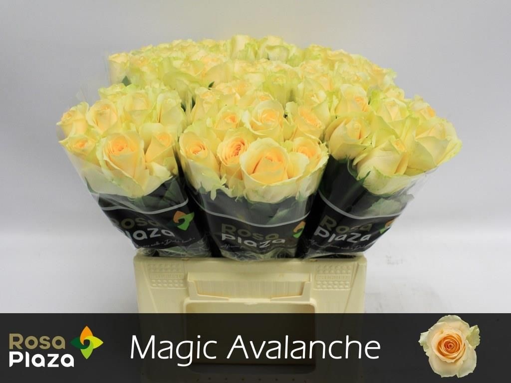 Роза од. Мэджик Аваланш+ 40, шт.