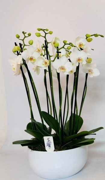 Phalaenopsis overig wit Sena schaal wit 9 tak wit met platmos, D 26