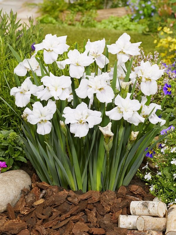 Iris sibirica Not Quite White, D 9