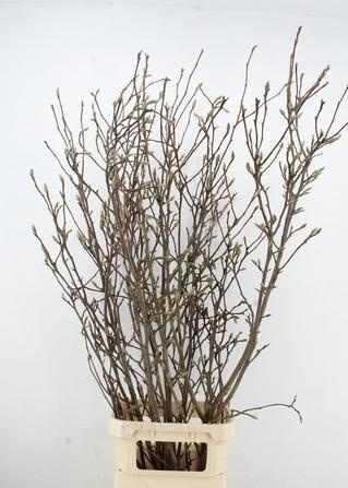 Магнолия Грандифлора 160, шт.