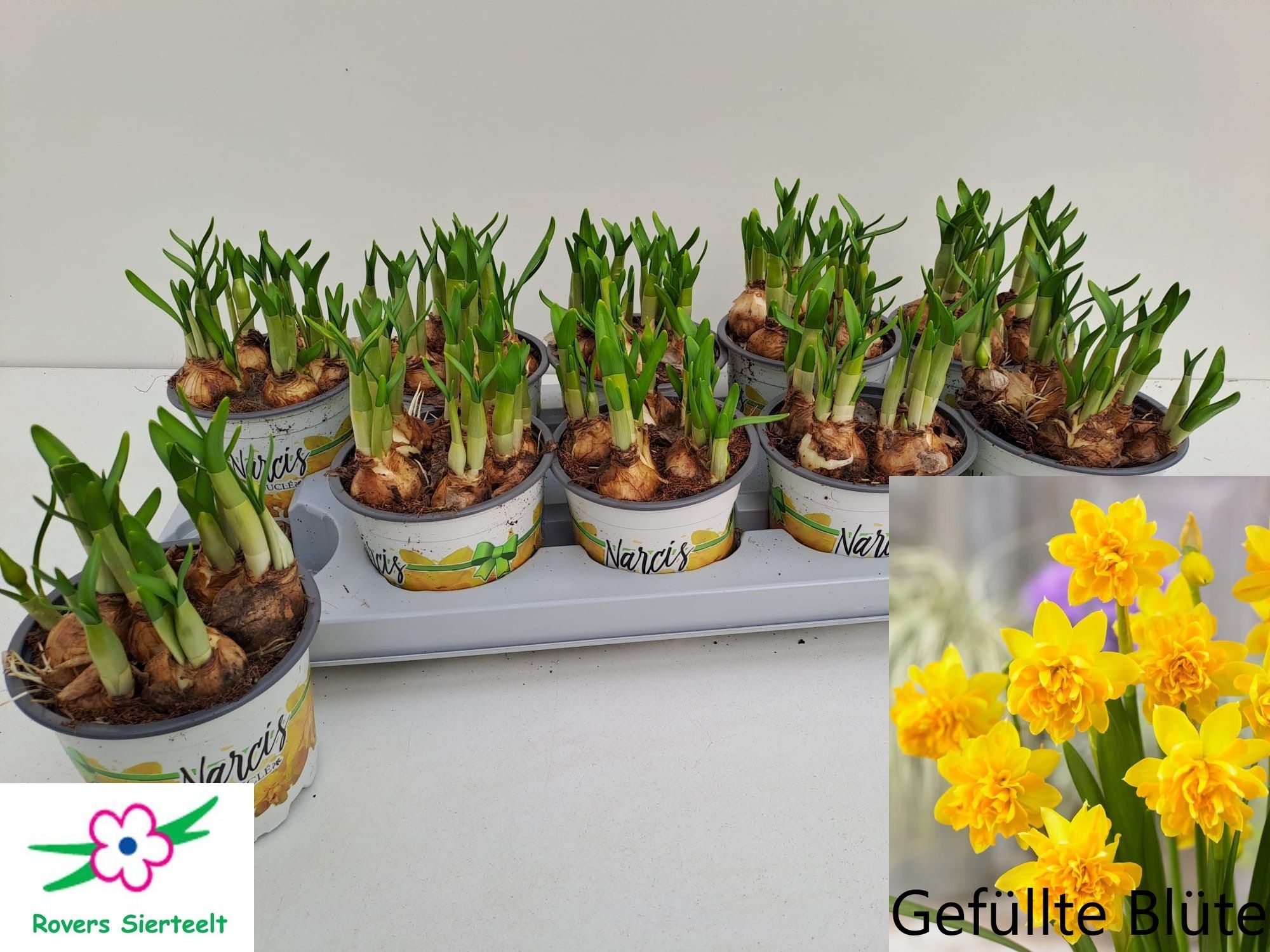 Narcissus Téte Bouclé, D 12