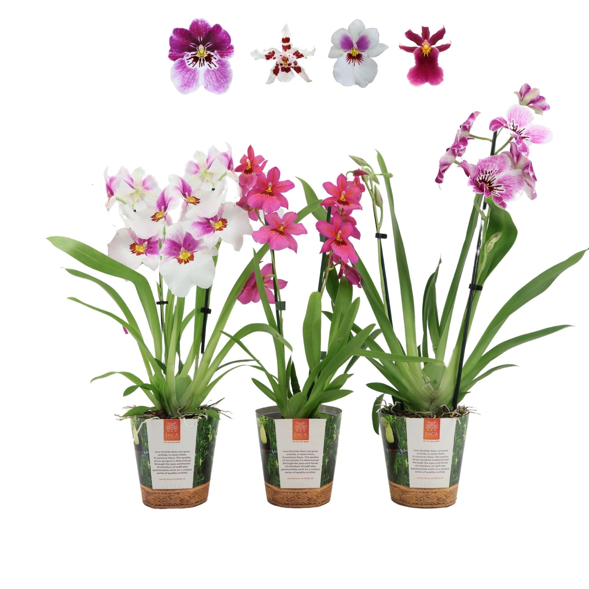 Inca Orchid mix 2 spike Purple-Pink-White in Jungle cover, D 12
