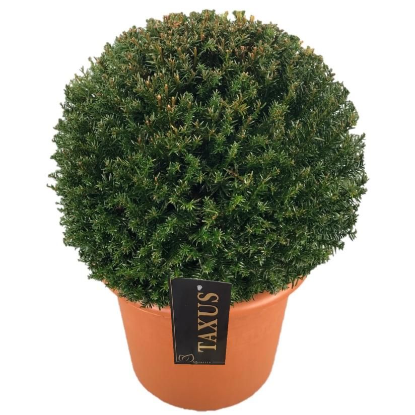 Taxus baccata Bol p30 (t) 45-50 ©, D 30 cm