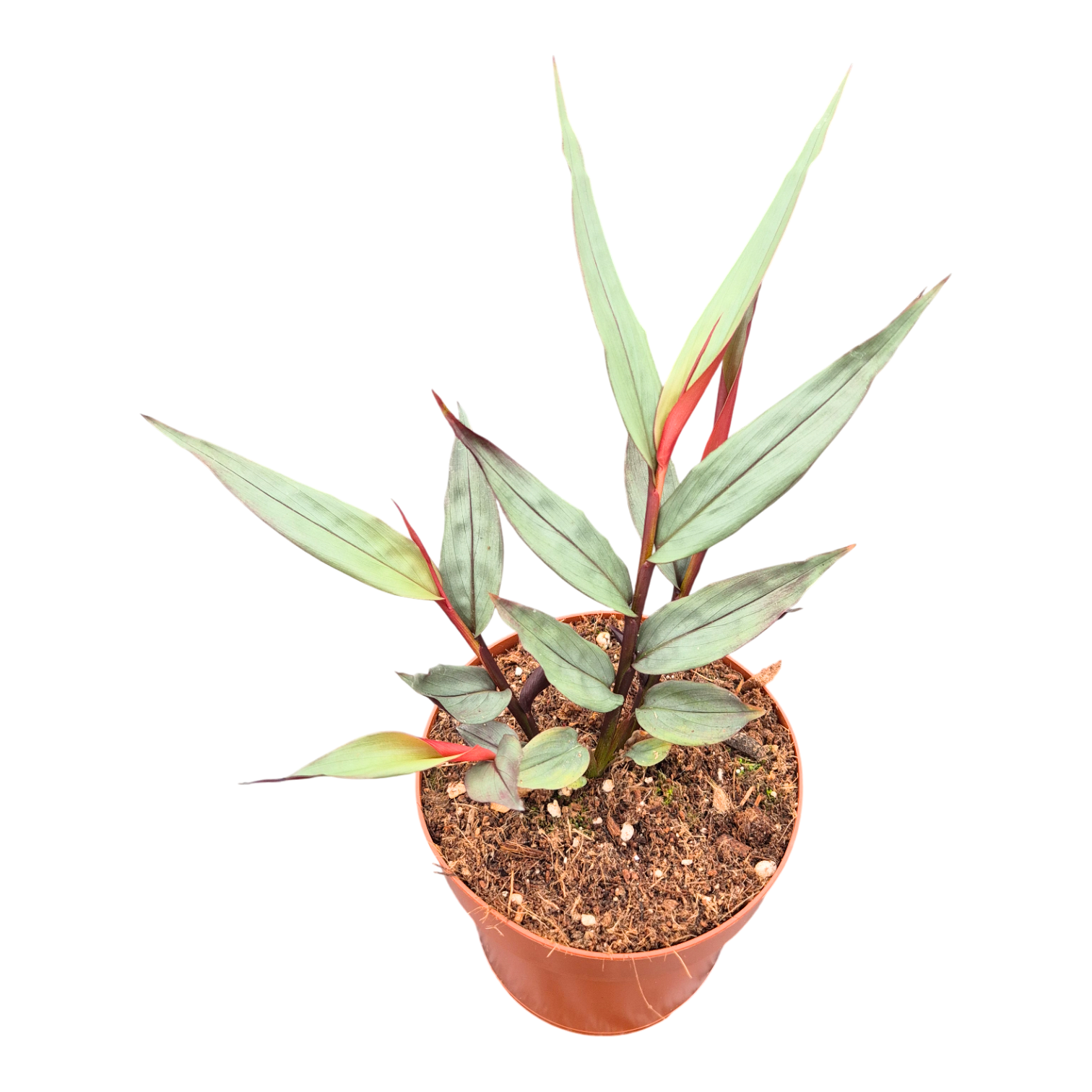 Alpinia Silver, D 12