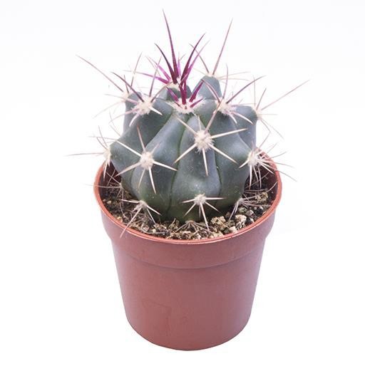 FEROCACTUS RECTISPINUS, D 6 cm