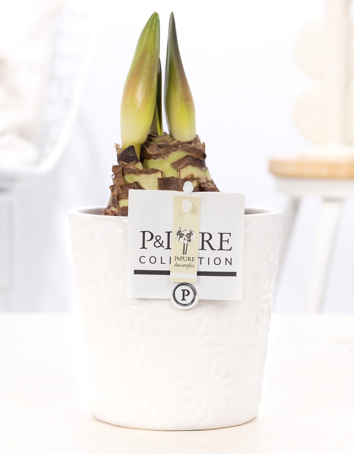 Hippeastrum white in P&PURE Juliette ceramics white, D 12