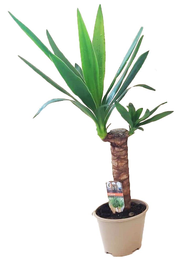 Yucca elephantipes 30cm 1 kop, D 14