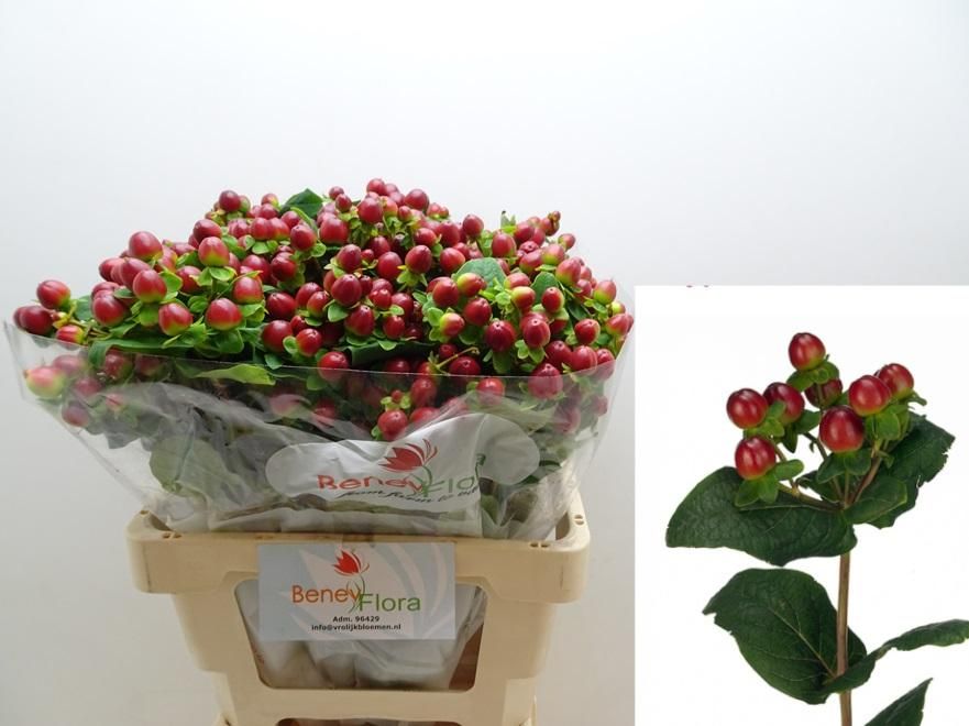 Гипперикум Мэджикал Сизонс 60, шт.