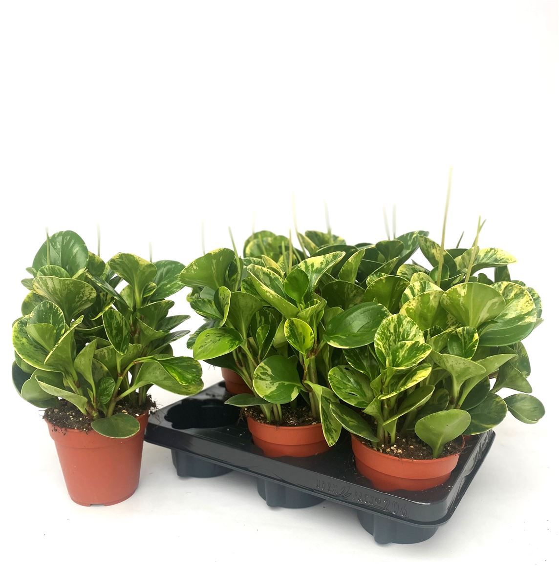 Peperomia Golden Gate, D 12