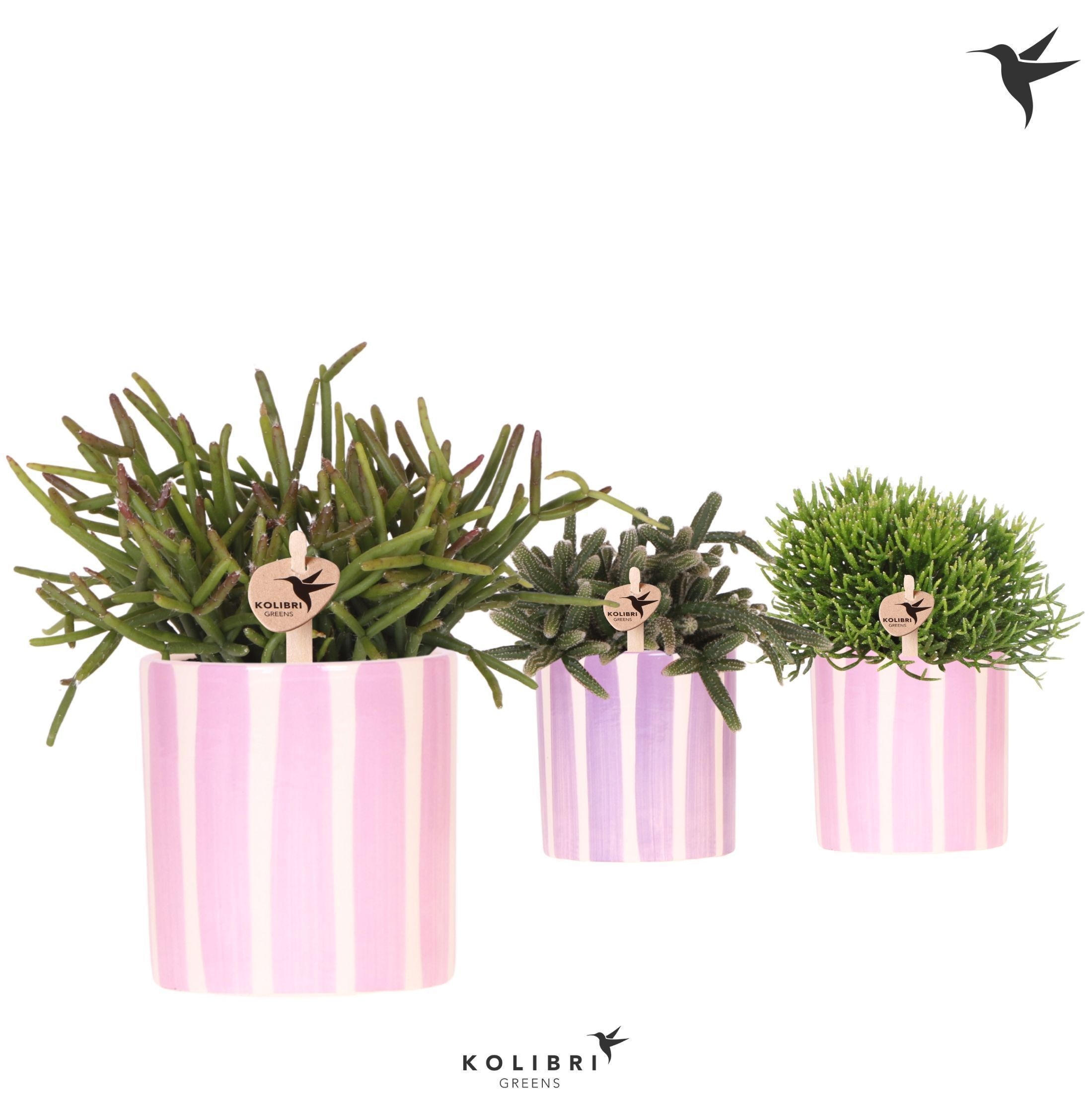Kolibri Greens Rhipsalis mix in Painted Stripe pot pink mix, D 9