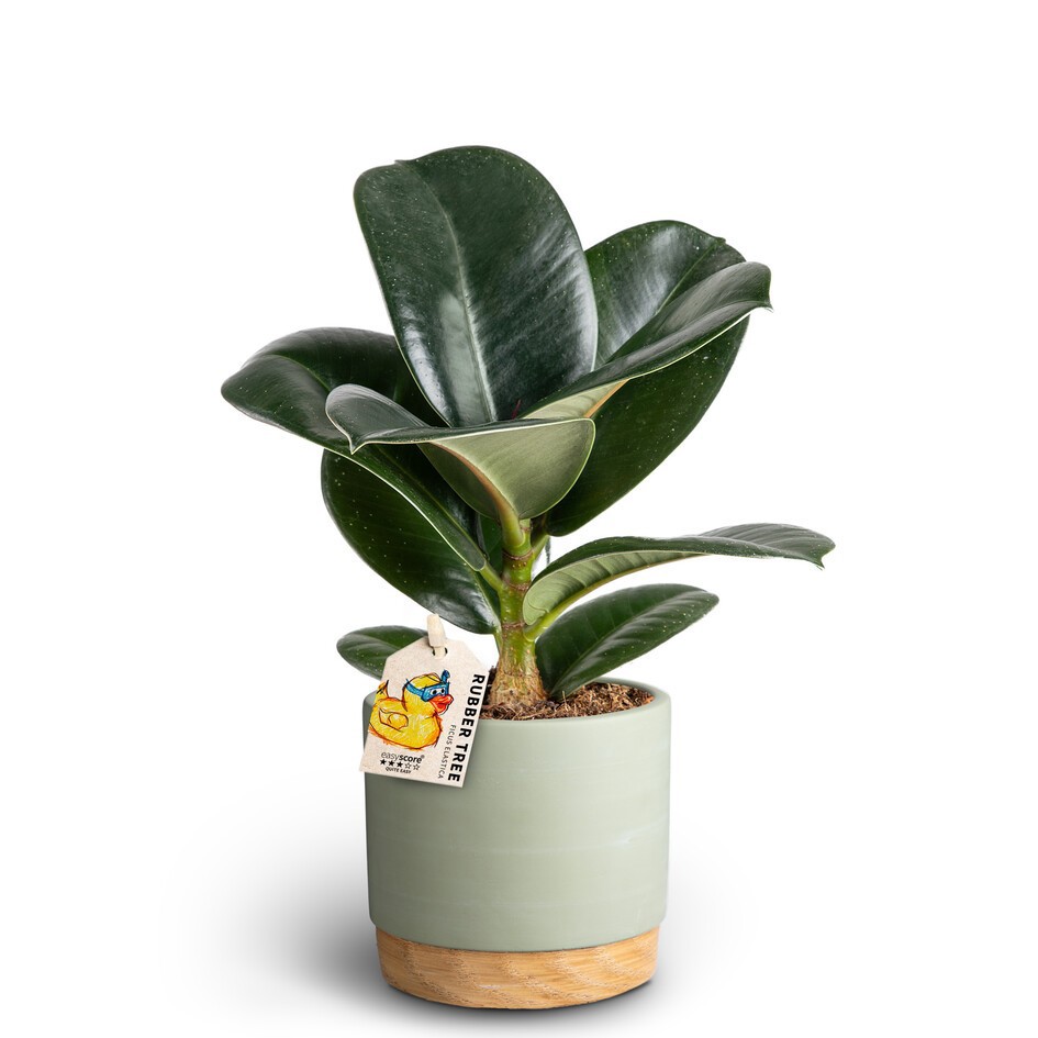 FICUS ELASTICA 40920686 WB G 'SOFIA ', D 10