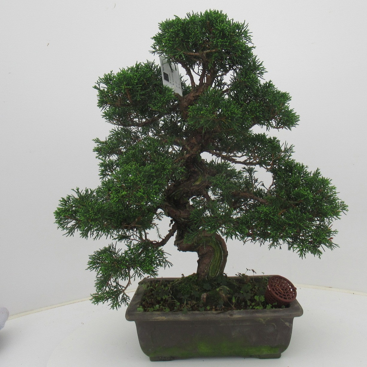 Juniperus chinensis, 26 cm., height 50 cm. (single item), D 26