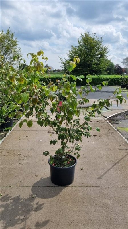 Cornus k. 'Teutonia', D 50