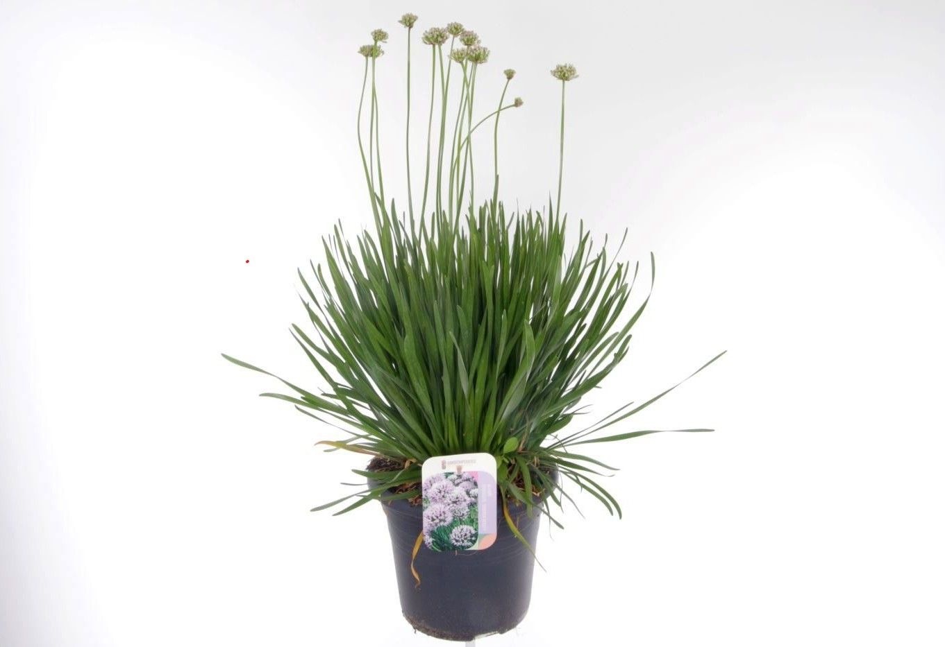 Allium senescens Summer Beauty, D 27