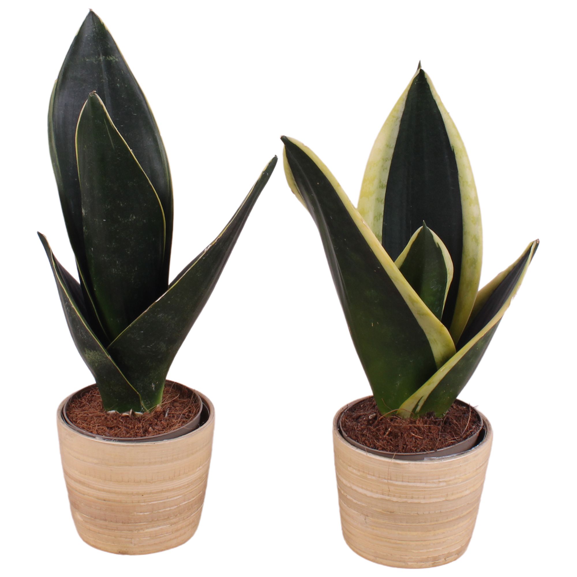 Sansevieria mix Ø09cm in Ø10cm Wood NT465, D 10