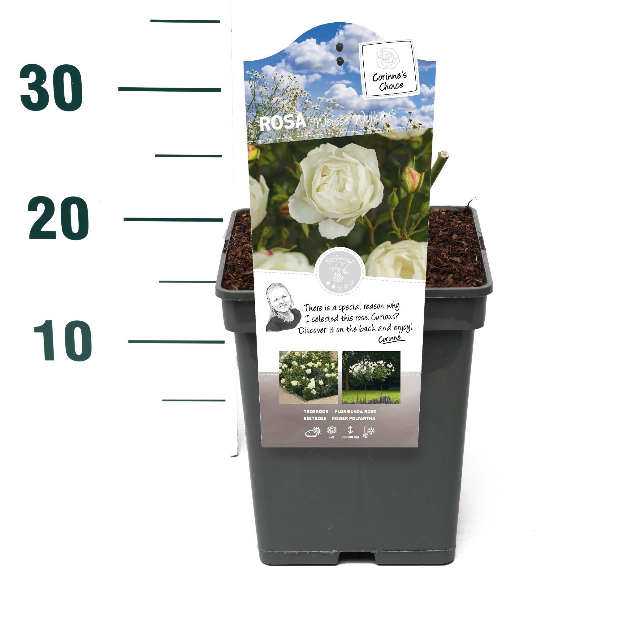 Rosa 'Weisse Wolke' - Struik - VP5 - Categorie 3, D 23