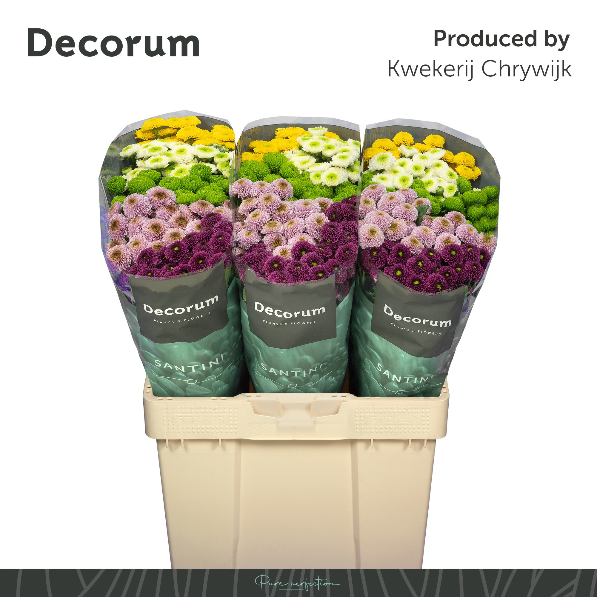 Сантини Помпон Микс в пачке, шт.