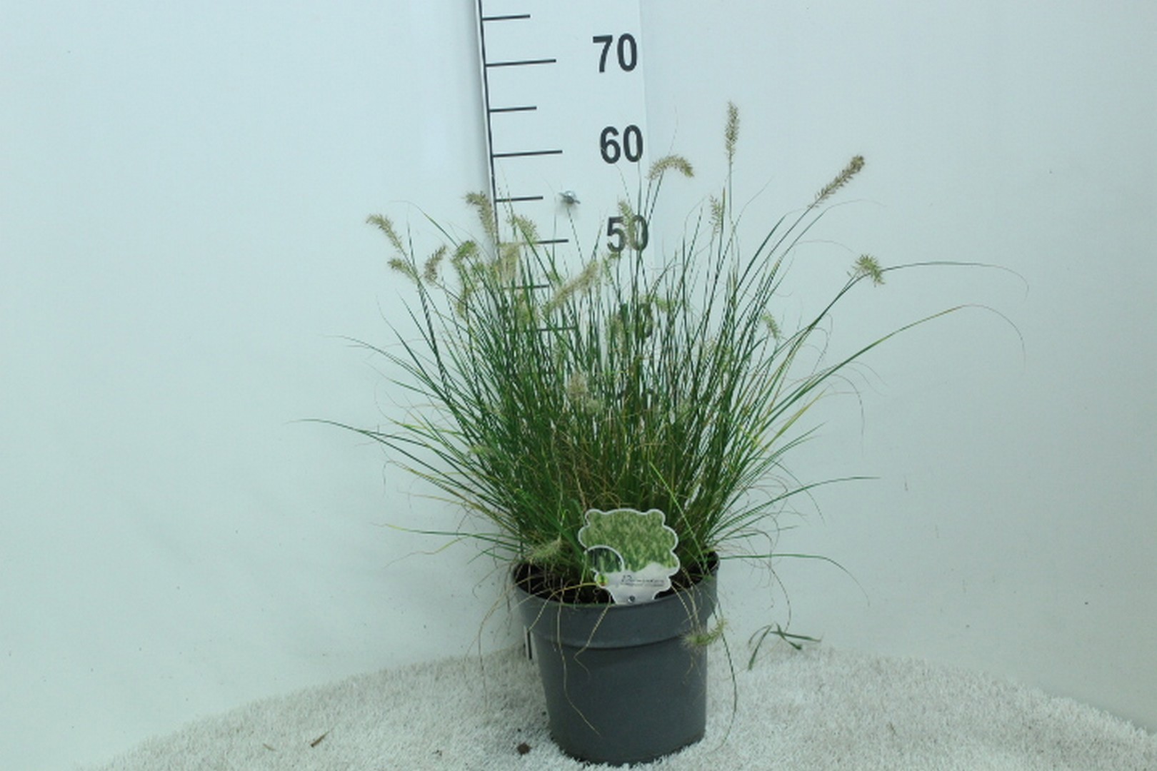 Pennisetum alop. 'Little Bunny' P23, D 23 cm