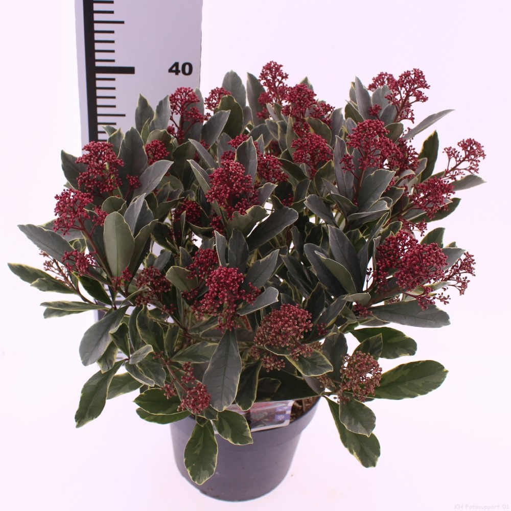 Skimmia japonica 'Perosa' PBR, D 19 cm