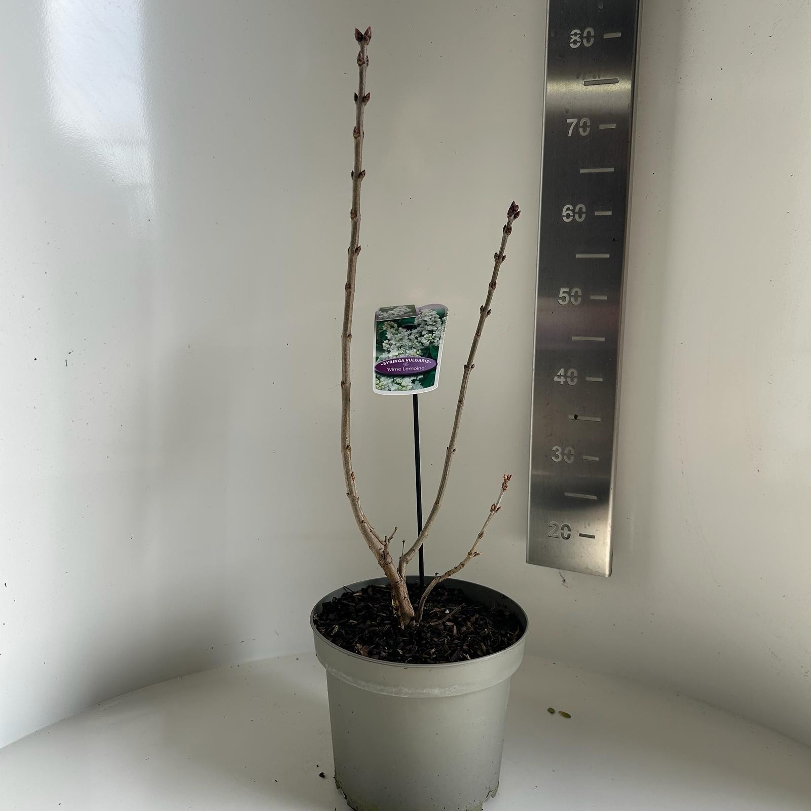 Syringa vulgaris Mme Lemoine, D 23