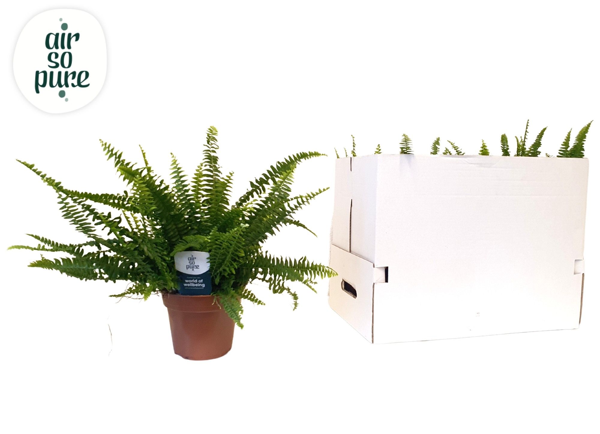 Nephrolepis Green Lady, D 17