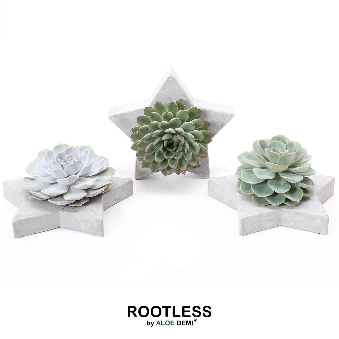 ROOTLESS Echeveria, Grey star, D 20 cm