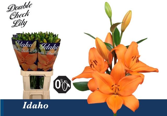 Лилия Айдахо 90, шт.