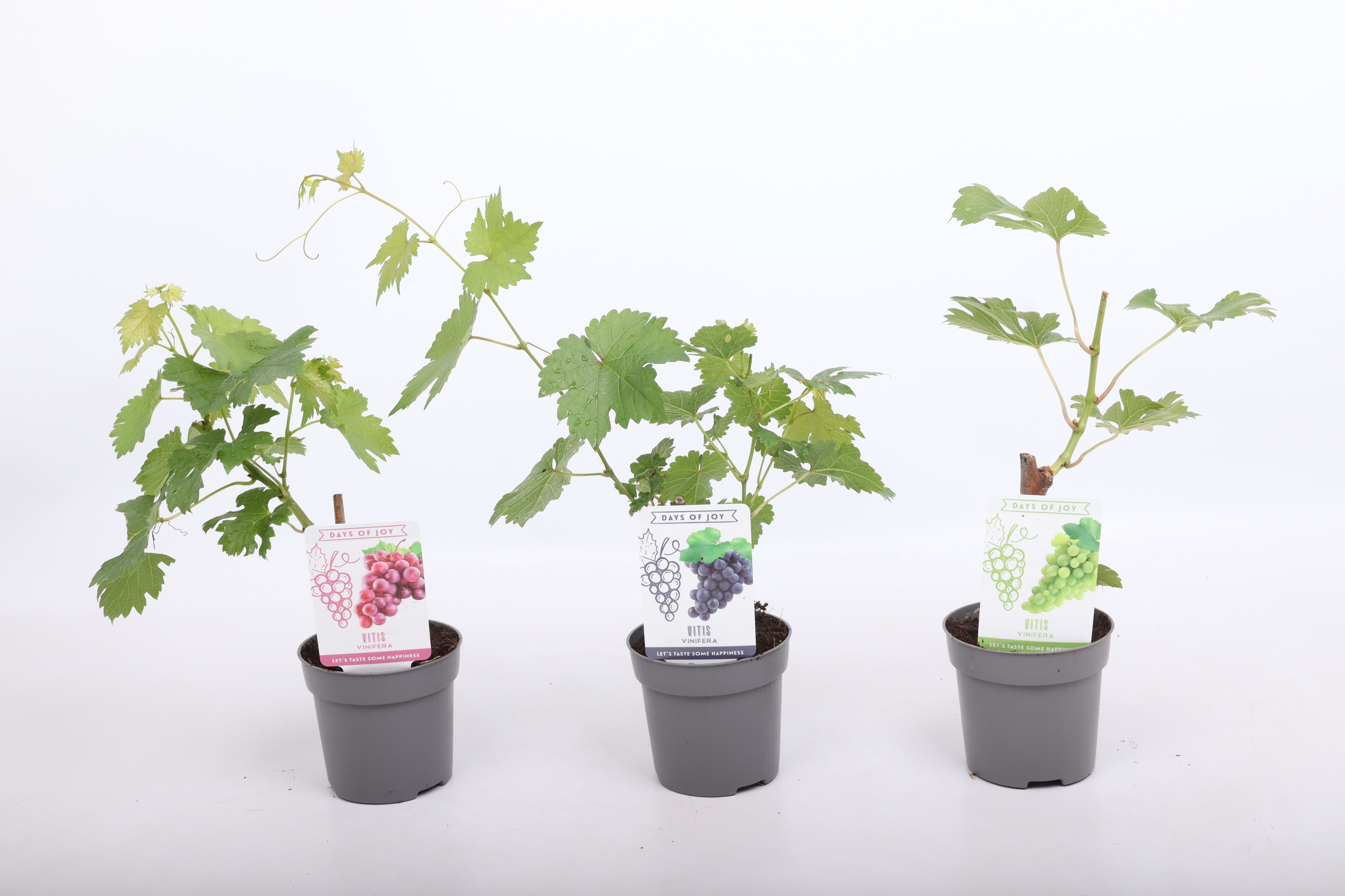 Vitis mix 10,5 cm, D 10,5